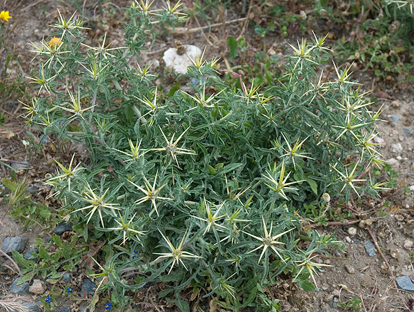 Centaurea hyalolepis