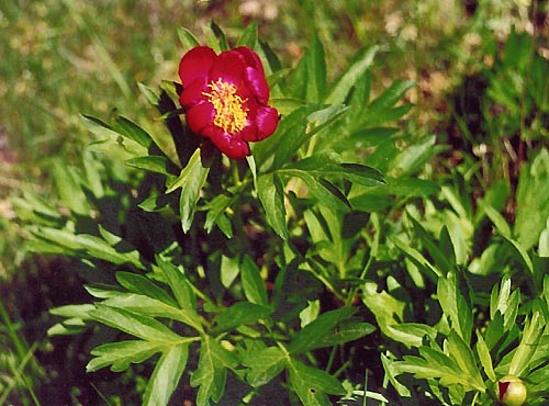 Paeonia peregrina