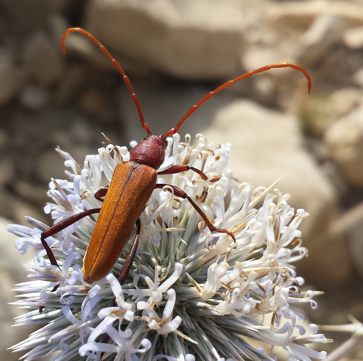 Osphranteria suaveolens