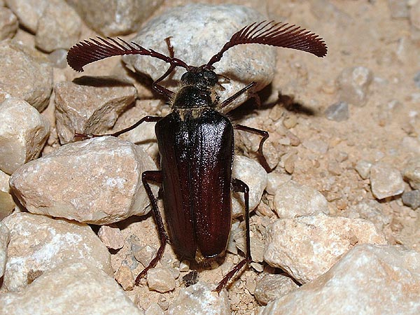 Pogonarthron minutum