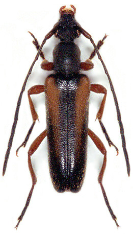 Alosterna scapularis