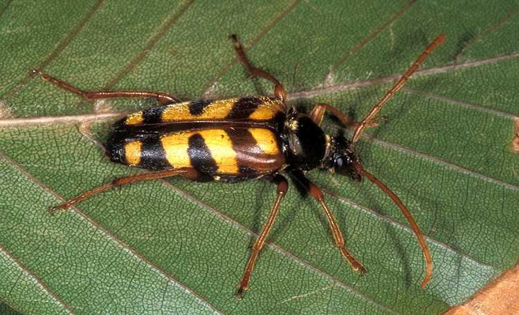 Leptura aurulenta