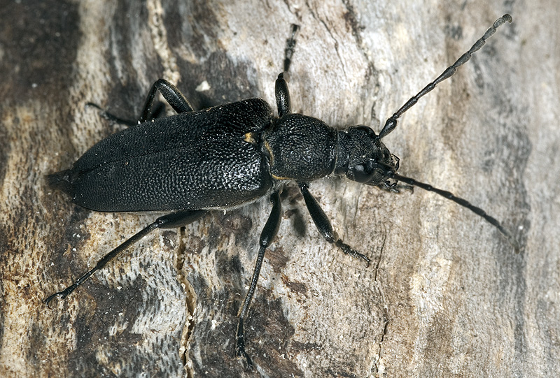 Stictoleptura scutellata