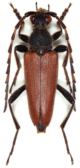 Stictoleptura variicornis