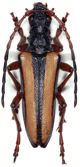 Stenocorus vittidorsum