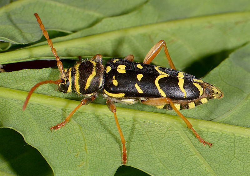 Plagionotus arcuatus arcuatus