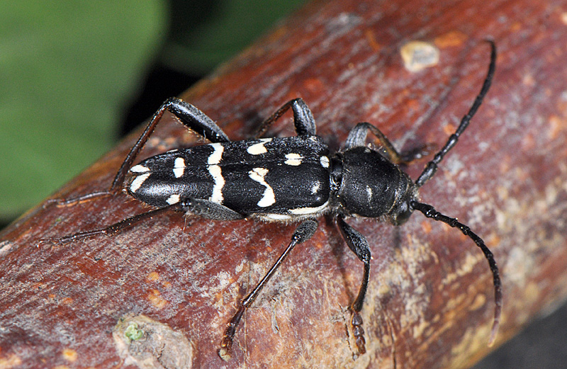 Plagionotus arcuatus multiinterruptus - male