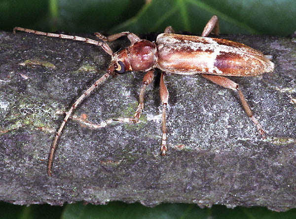 Trichoferus pallidus