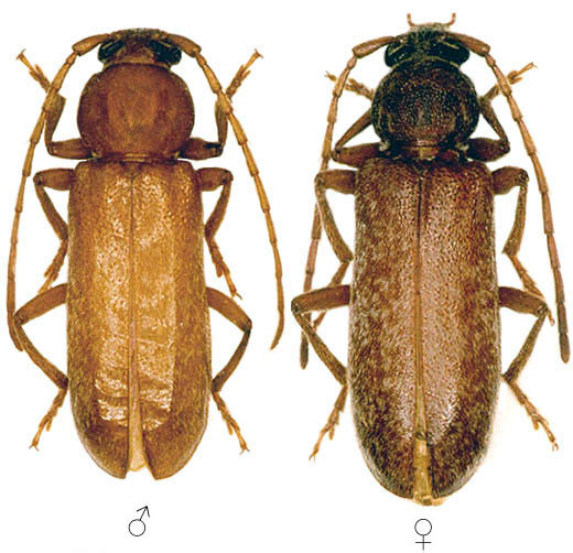 Trichoferus samai