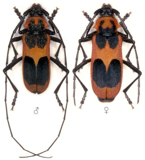 Purpuricenus talyshensis