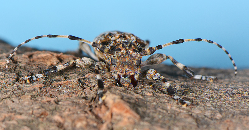 Aegomorphus clavipes