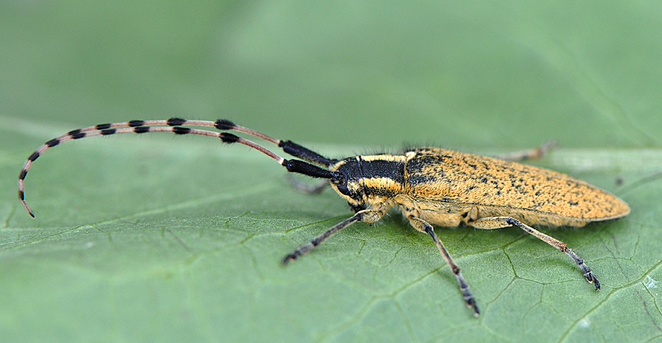 Agapanthia dahli persica