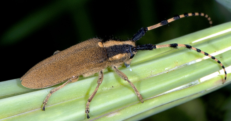 Agapanthia kirbyi