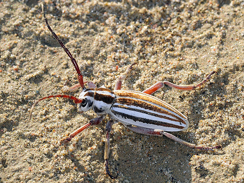 Dorcadion absinthium ishkovi - male