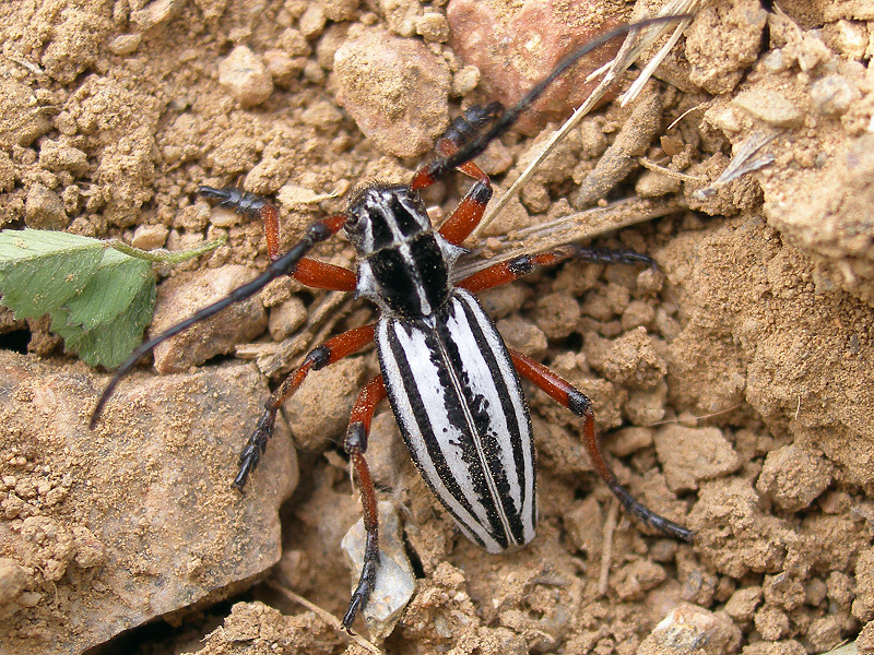 Dorcadion nivosum - male