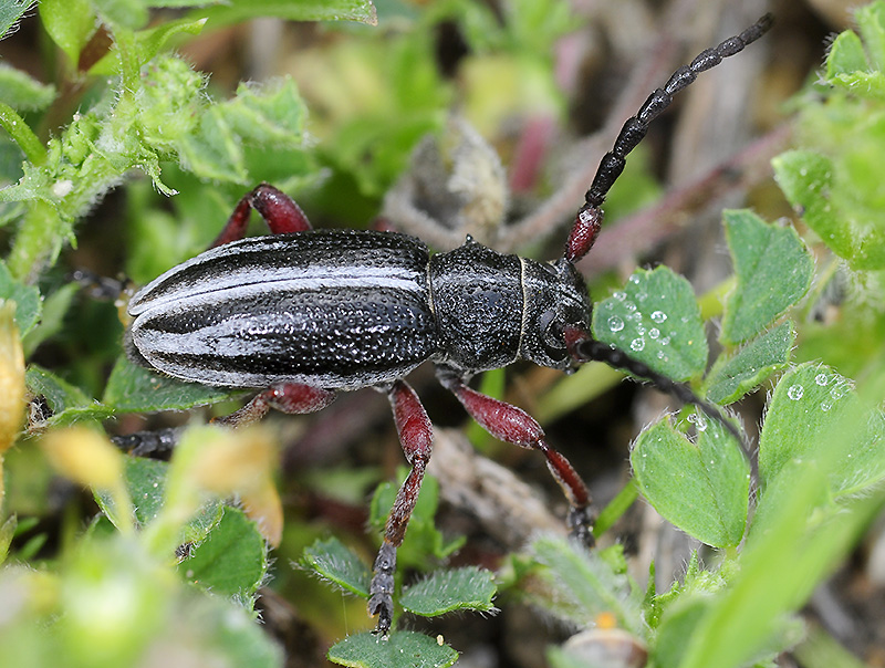 Dorcadion gallipolitanum atritarse