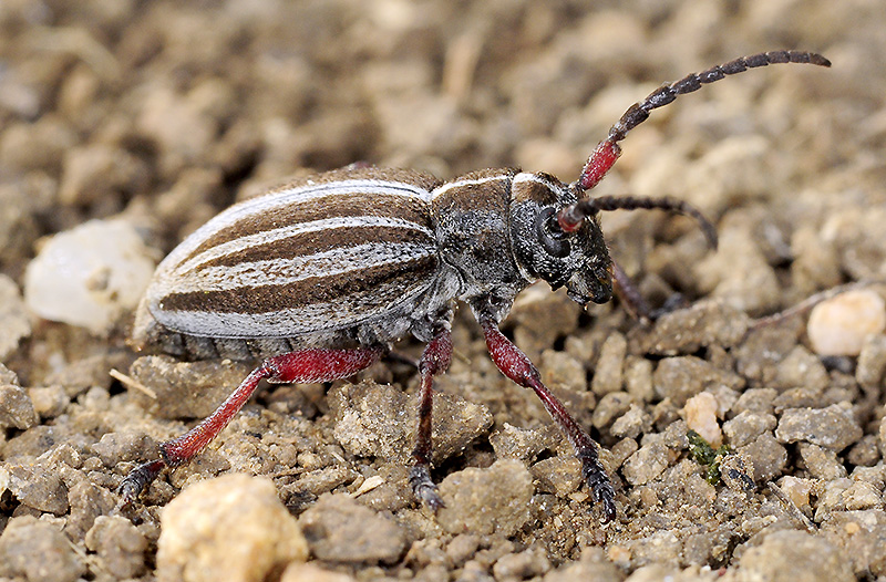 Dorcadion gallipolitanum gallipolitanum