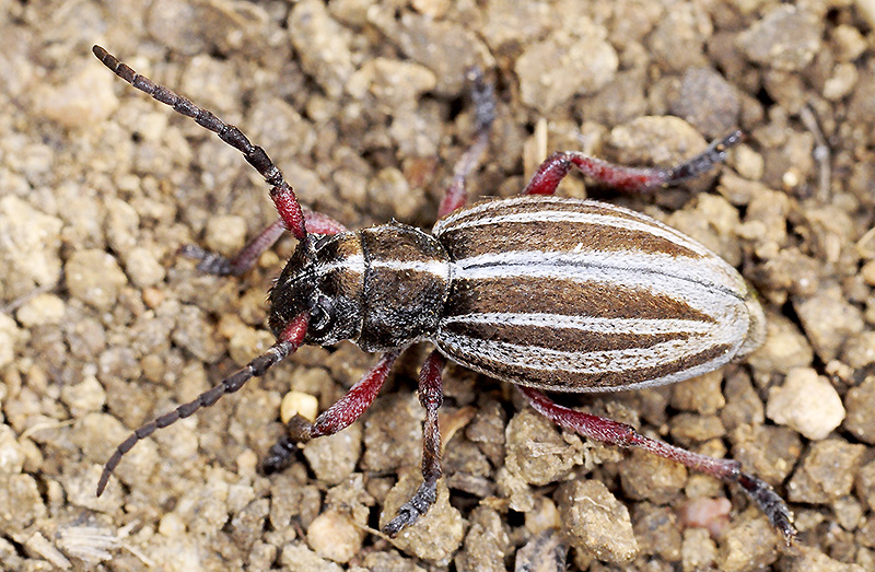 Dorcadion gallipolitanum gallipolitanum