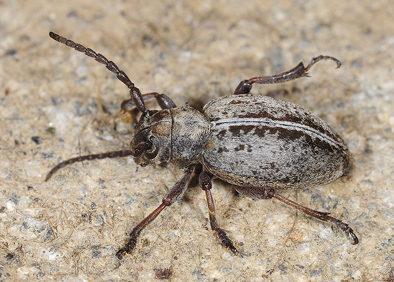 Dorcadion xerophilum