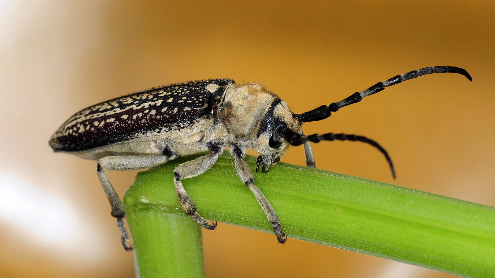 Mallosia galinae female