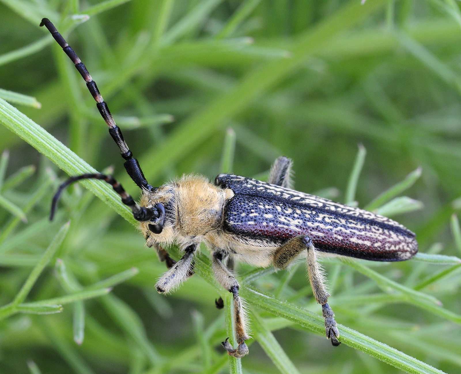 Mallosia galinae male