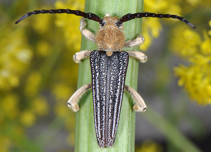 Mallosia scovitzii