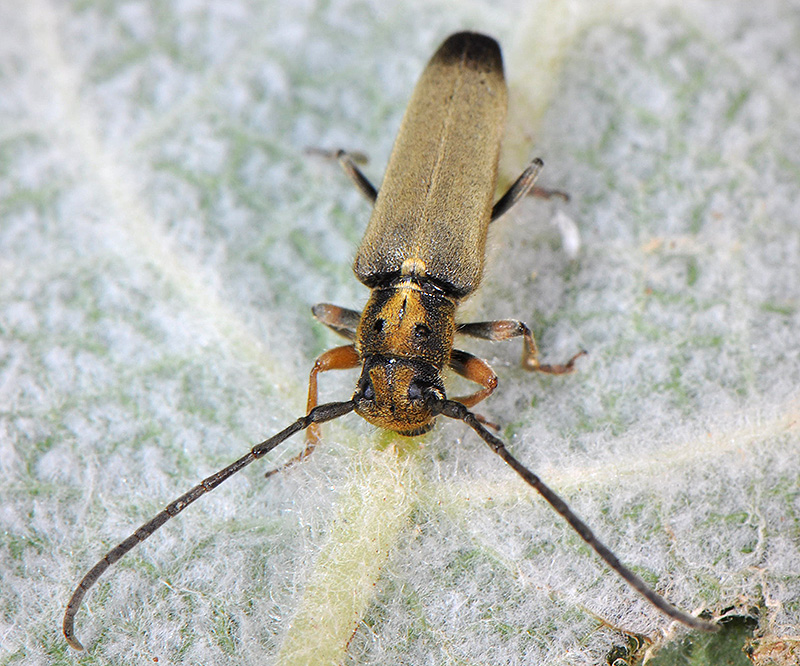 Phytoecia suworovi