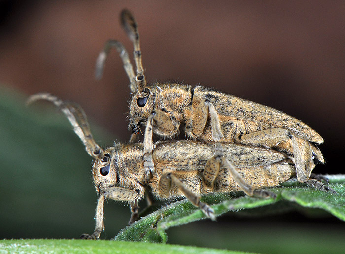 Phytoecia hirsutula