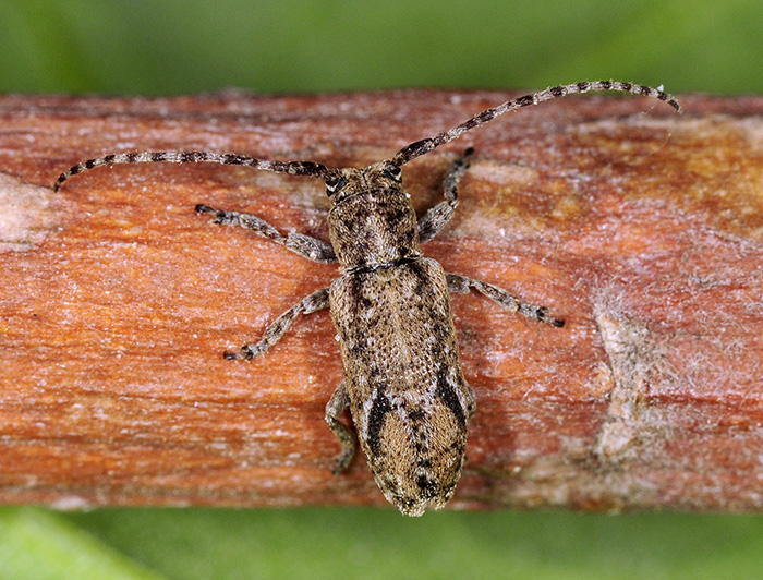 Pterolophia m-griseum