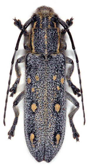 Saperda quercus ocellata