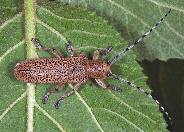 Saperda similis