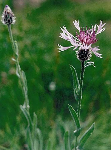 Echinops