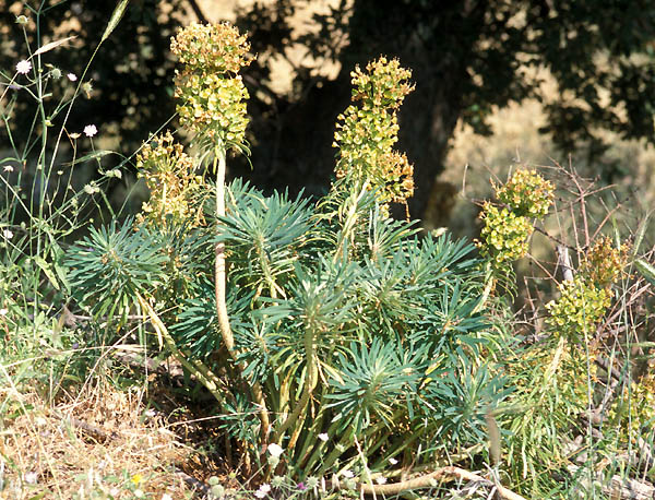 Paeonia peregrina