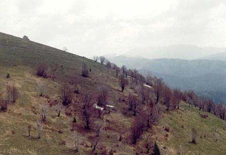 Ropalopus ungaricus ungaricus - habitat