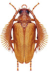 Prioninae