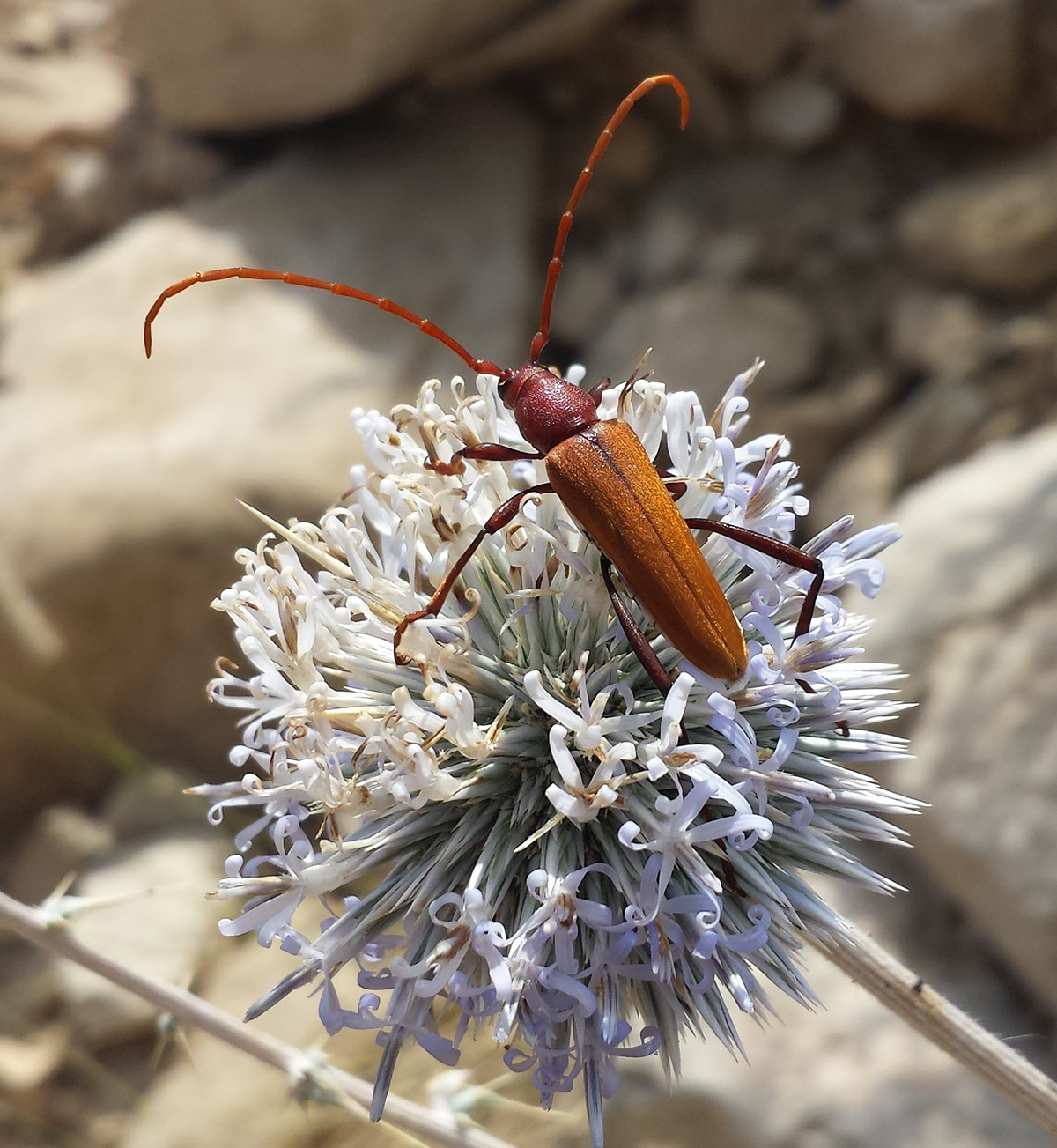 Osphranteria suaveolens