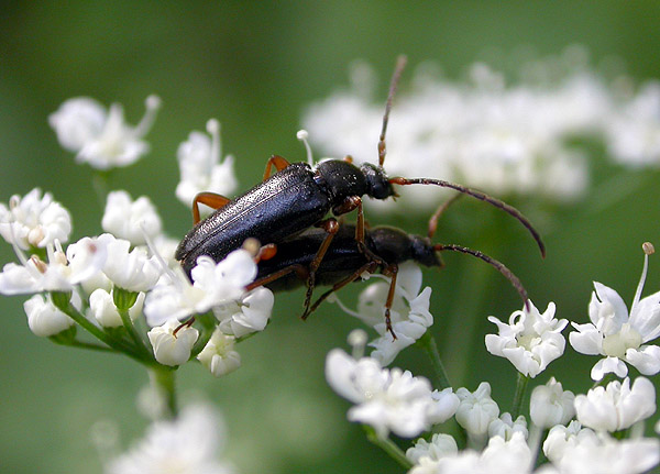 Alosterna ingrica