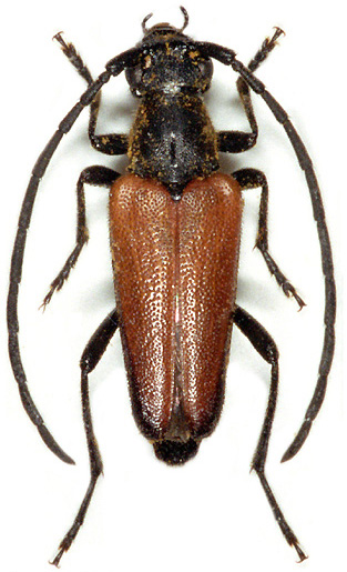 Neopiciella sicula