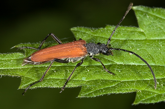 Nivellia sanguinosa