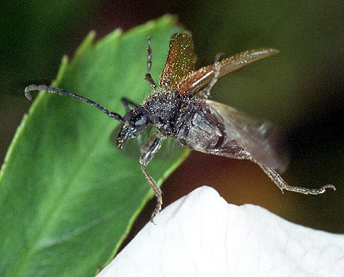 Pseudovadonia livida