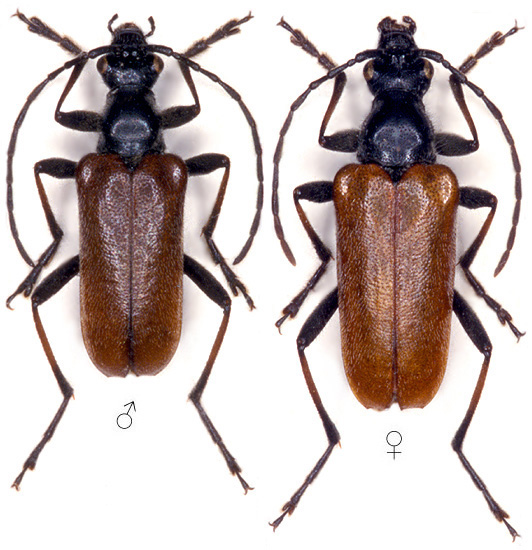 Acmaeops marginata