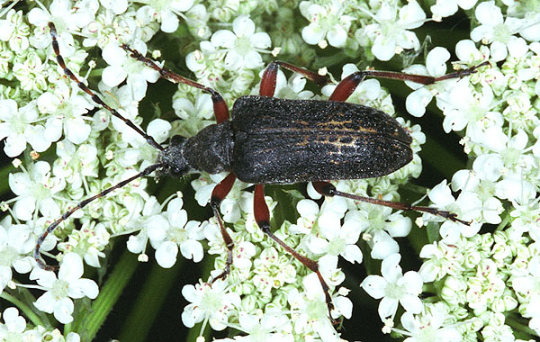 Evodinus clathratus