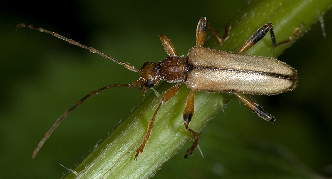 Pidonia lurida