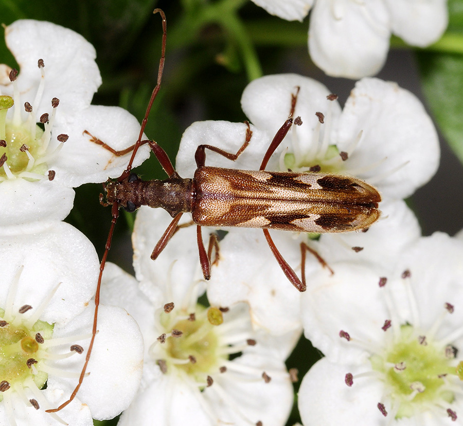 Leptorhabdium caucasicum