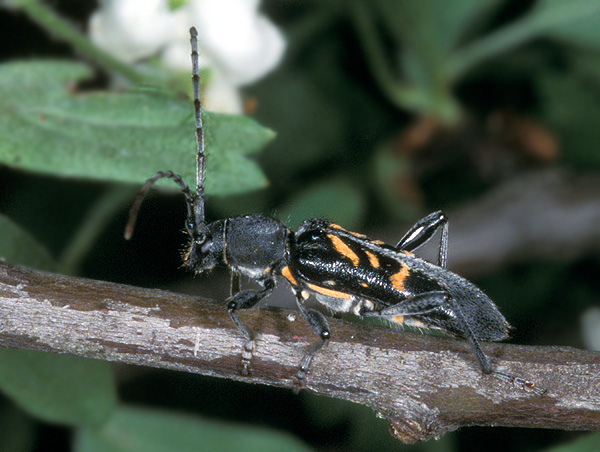 Anaglyptus luteofasciatus