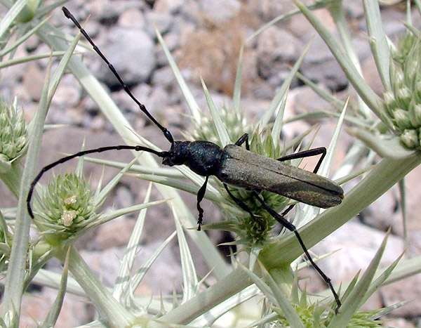 Osphranteria coerulescens coerulescens