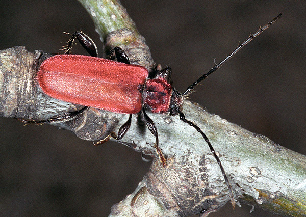 Pyrrhidium sanguineum