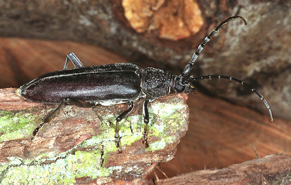 Cerambyx carinatus