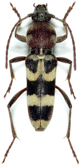 Chlorophorus trifasciatus