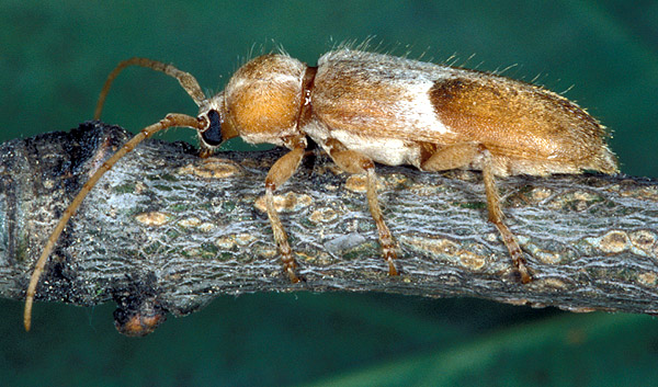 Trichoferus lunatus